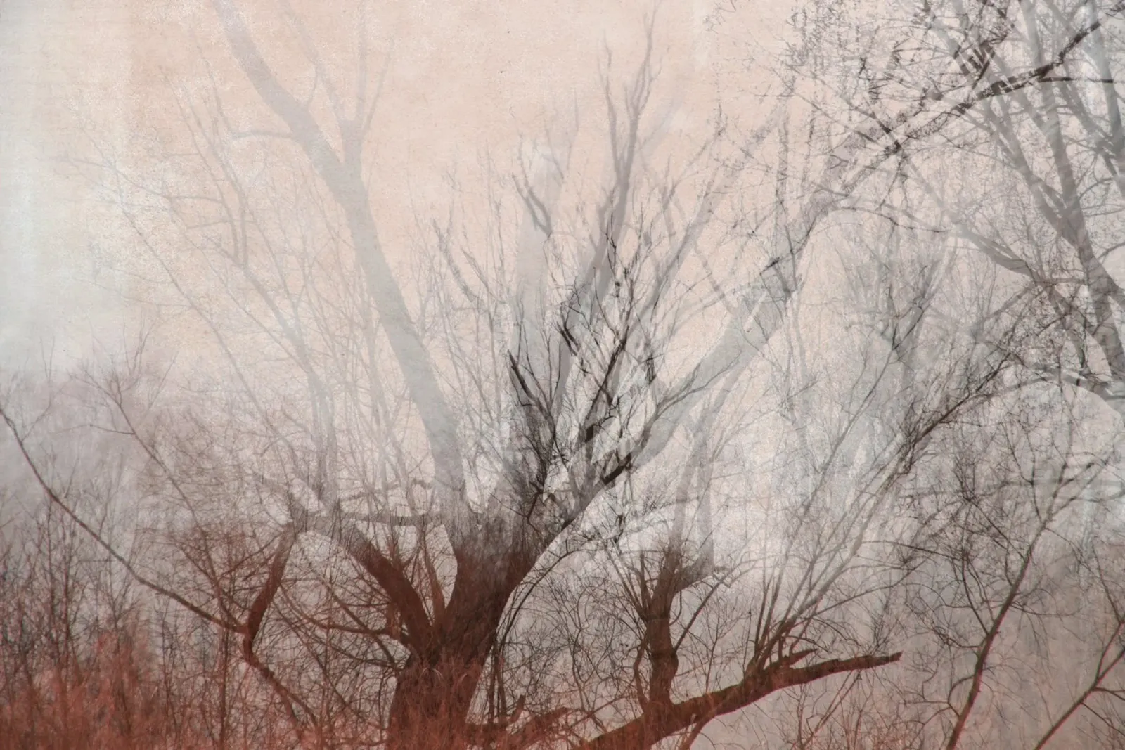 lakeshore trees alluminio dibond da Visuelle Poesie am Wegesrand