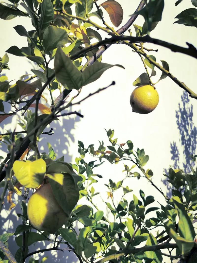 Lemons pellicola backlit da Angelo Cerantola