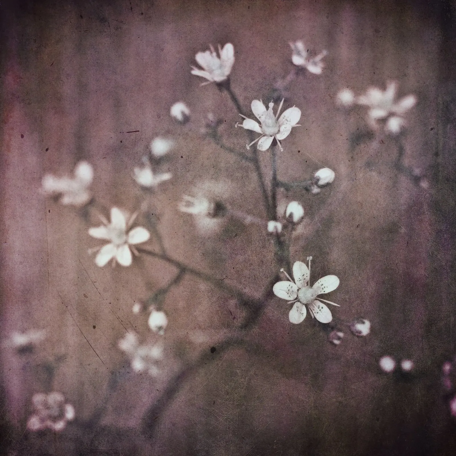 florets poster da Visuelle Poesie am Wegesrand
