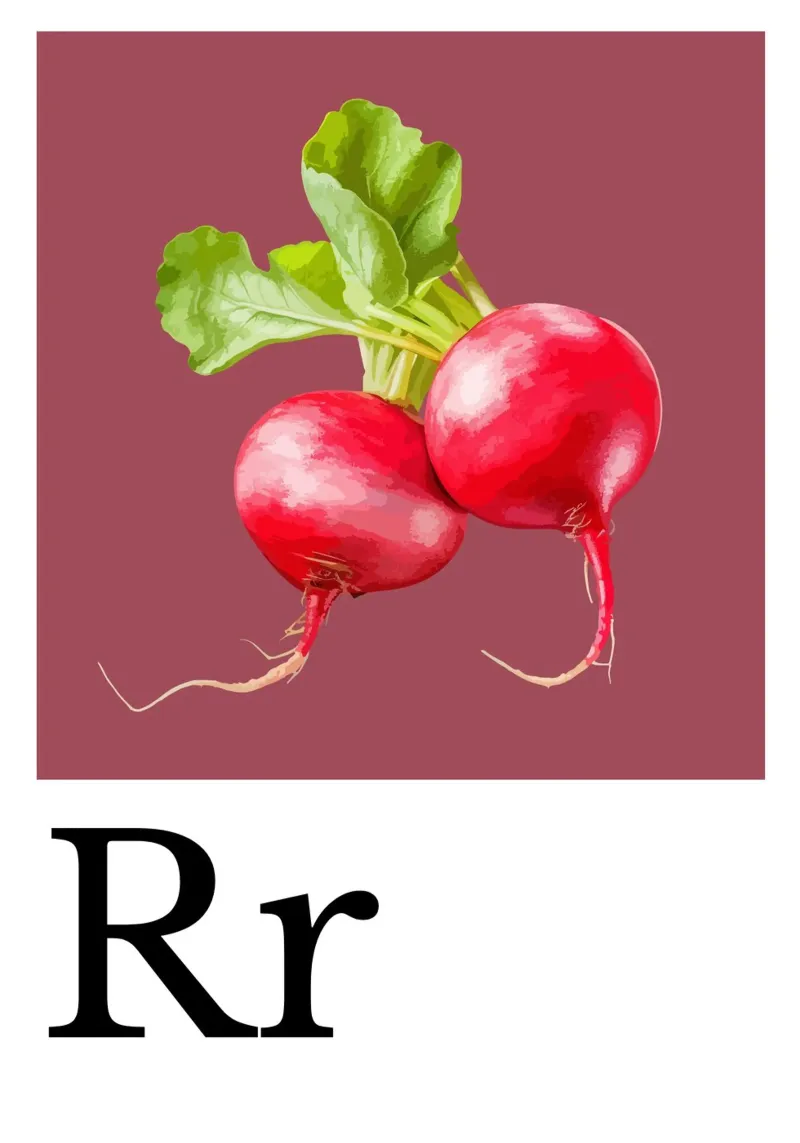 Buchstabe R - R wie Radieschen poster con telaio in alluminio da Grünkraftwerk