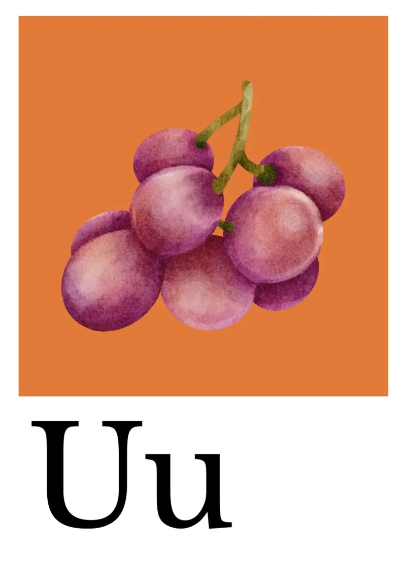Buchstabe U - U wie Uva Fragola hahnemühle by Grünkraftwerk