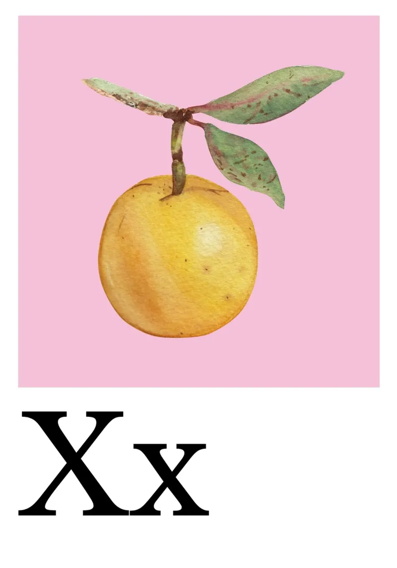 Buchstabe X - X wie Ximenia Poster mit Aluminium Rahmen von Grünkraftwerk