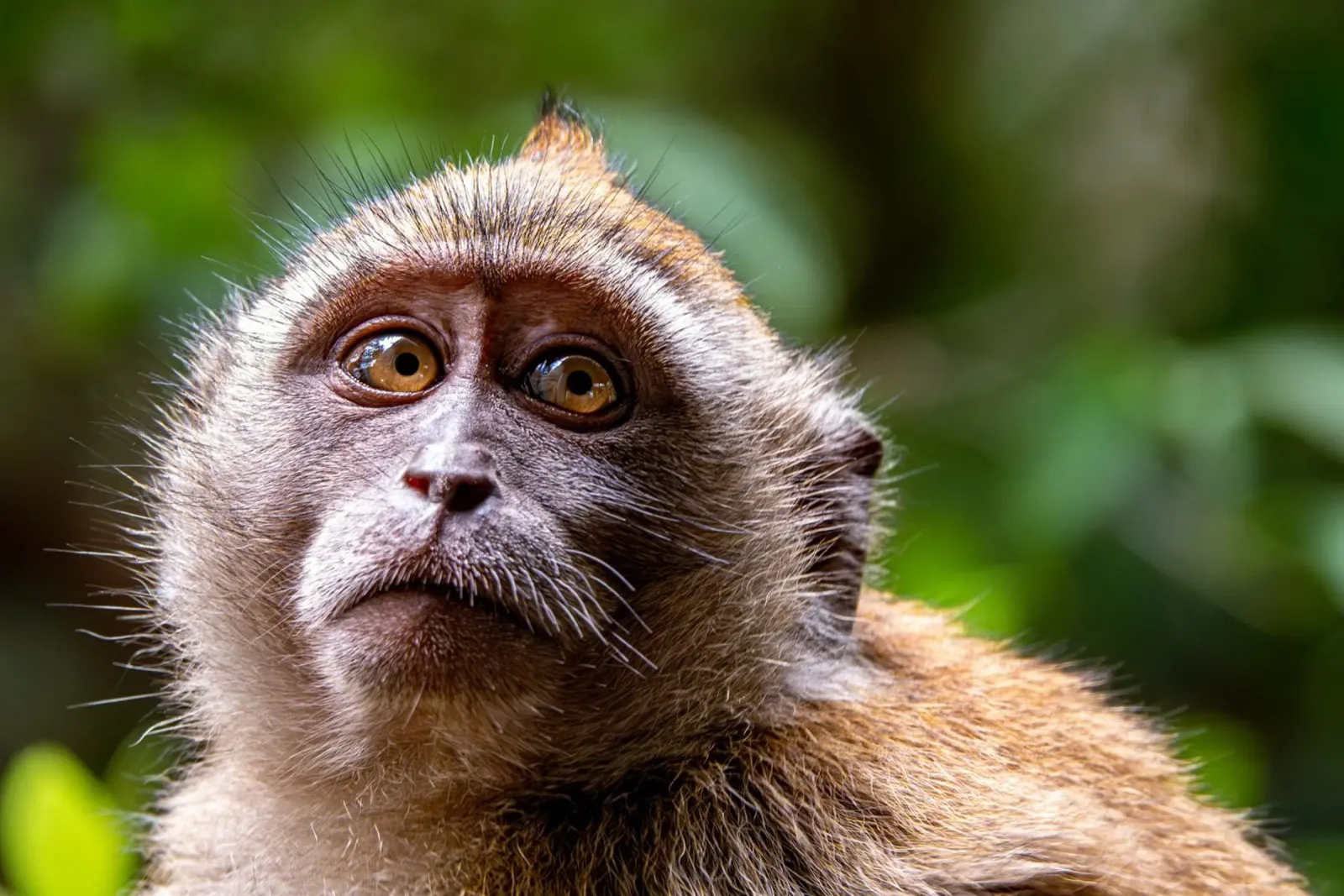 Face of a monkey canvas with Floater frame by anderm
