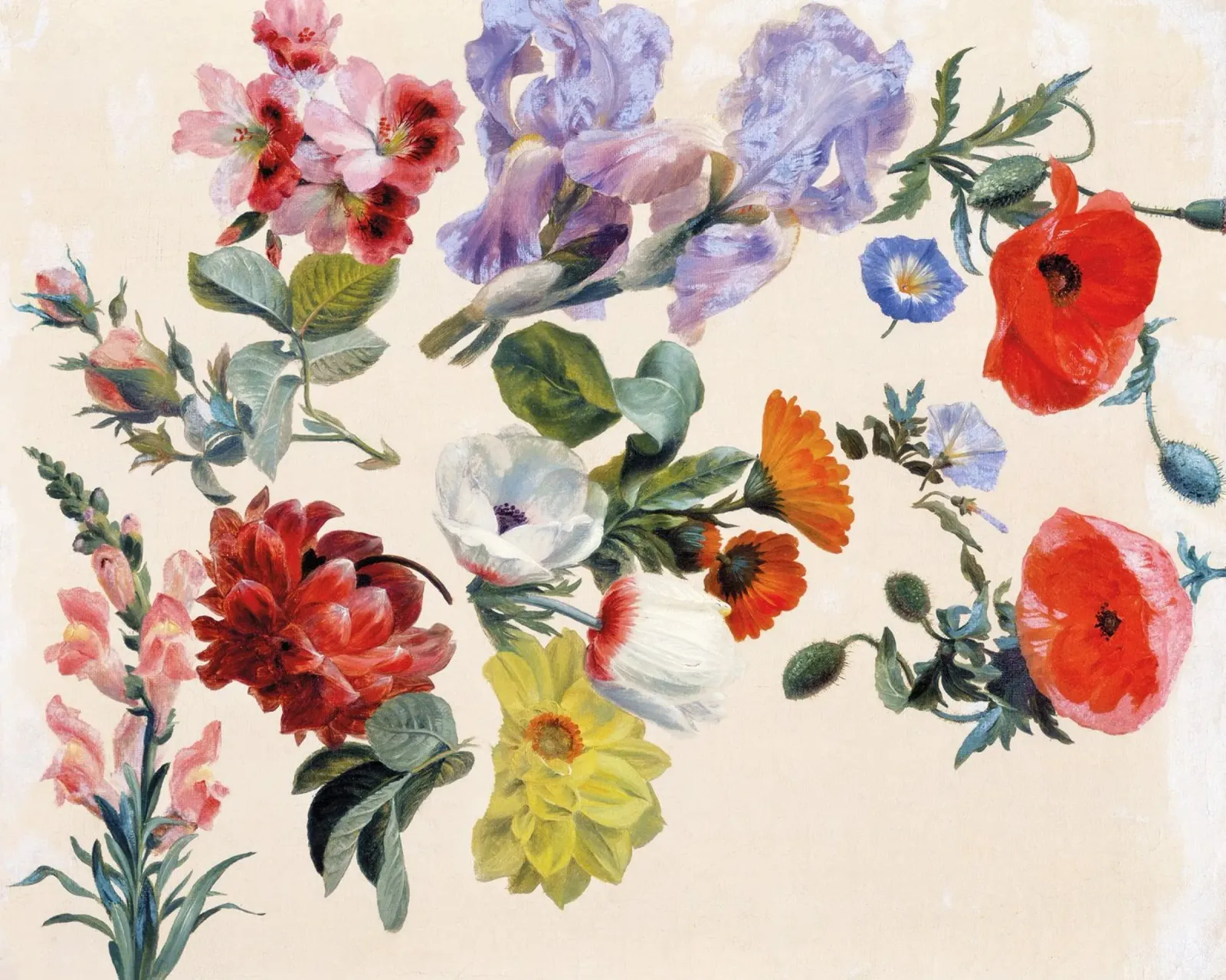 Studi di fiori estivi (1848 circa) di Jacques-Laurent Agas poster con telaio in alluminio da Venus Art