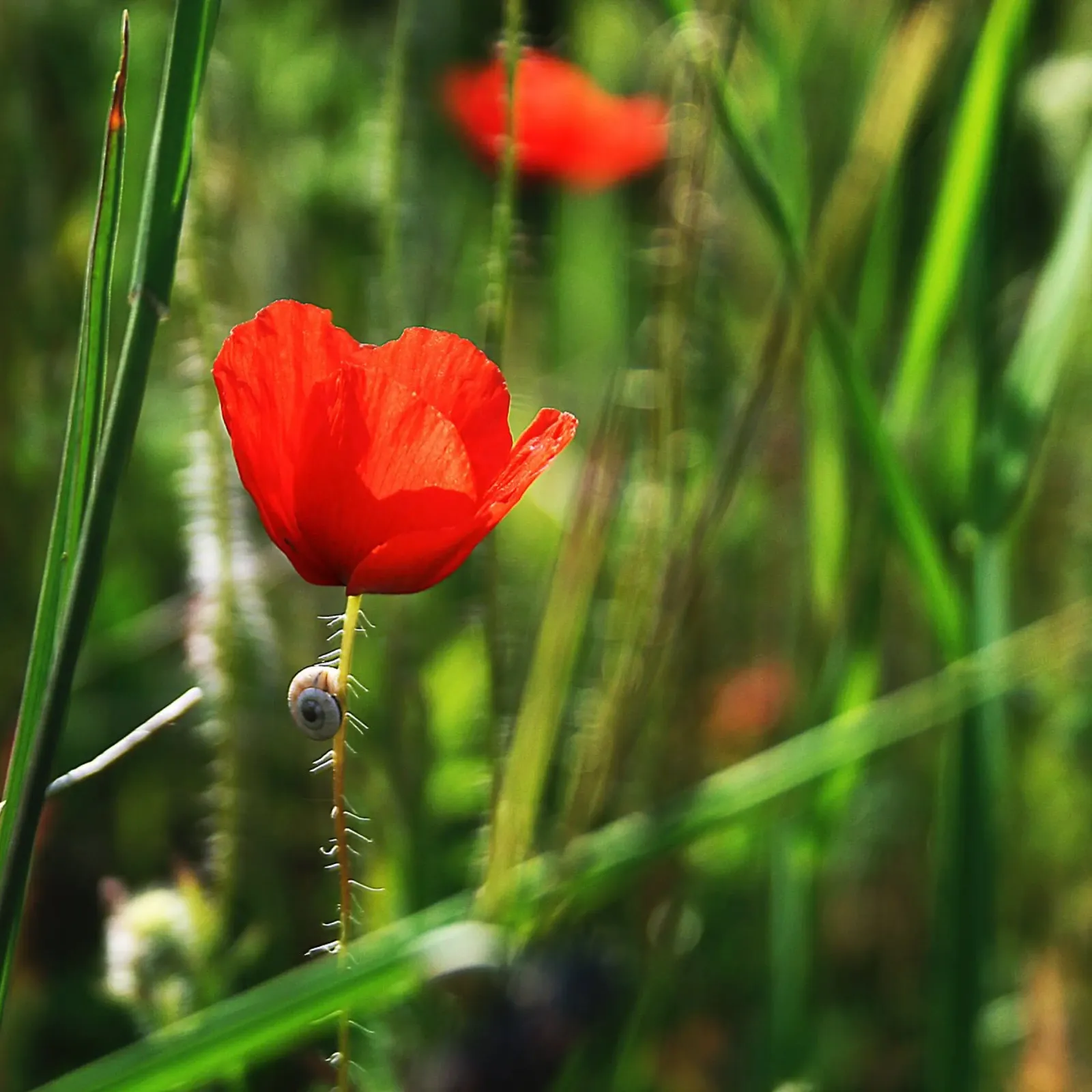 Papavero e lumaca - Stampa fotografica botanica della natura poster da jay