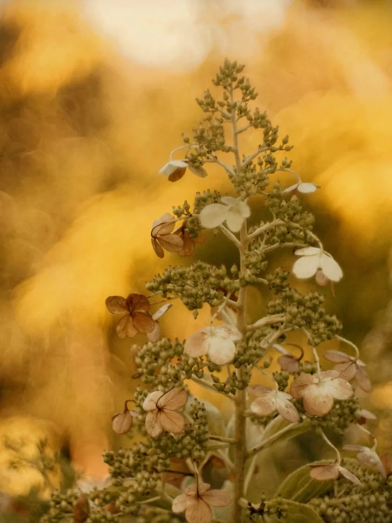 fiori natura poster con telaio in legno da Earthly Visions
