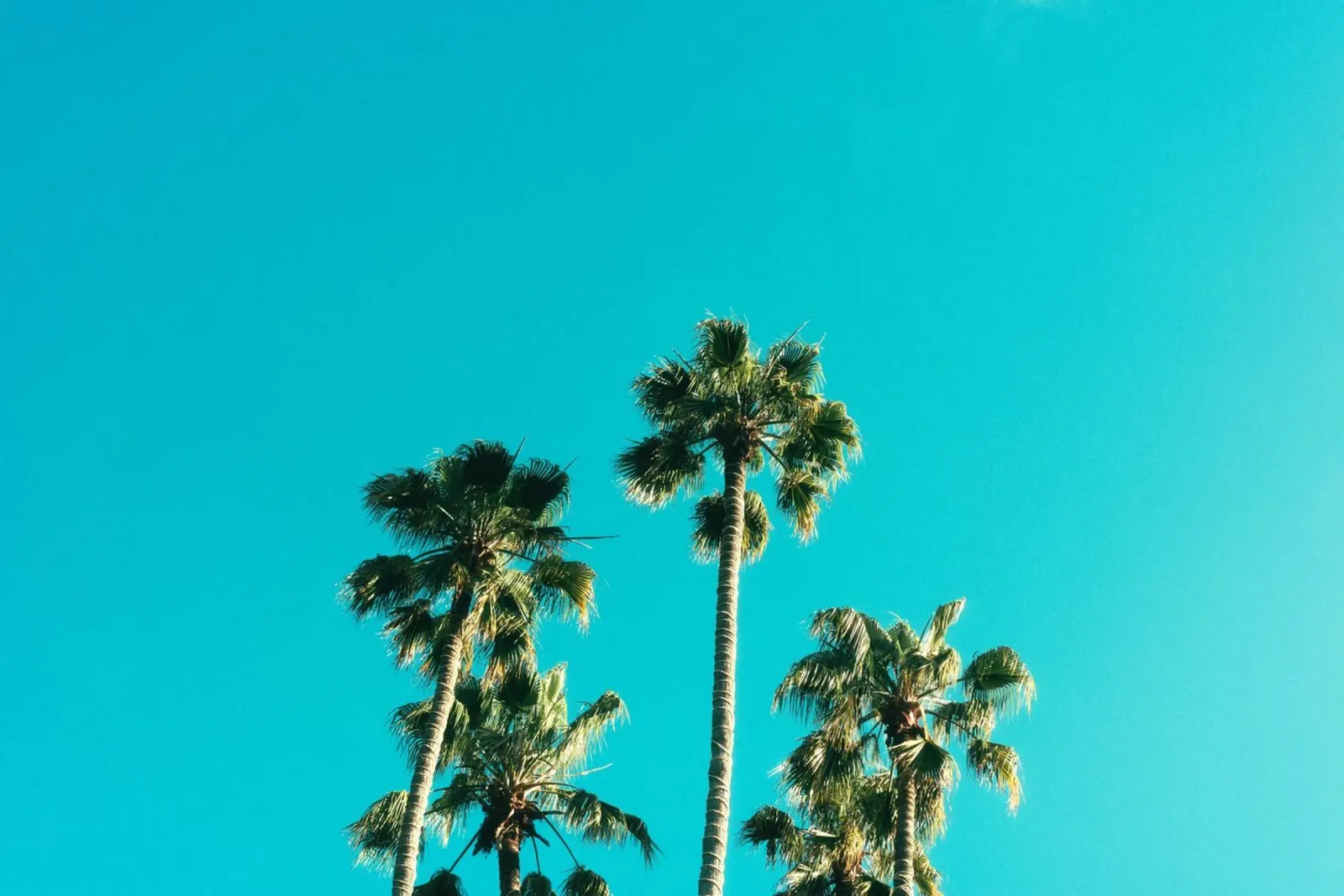 palme cielo poster con telaio in legno da Earthly Visions