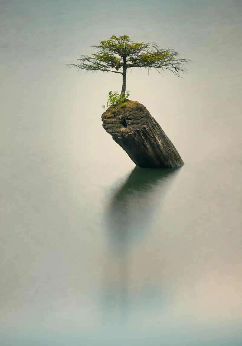 roccia dell'albero poster con telaio in alluminio da Earthly Visions
