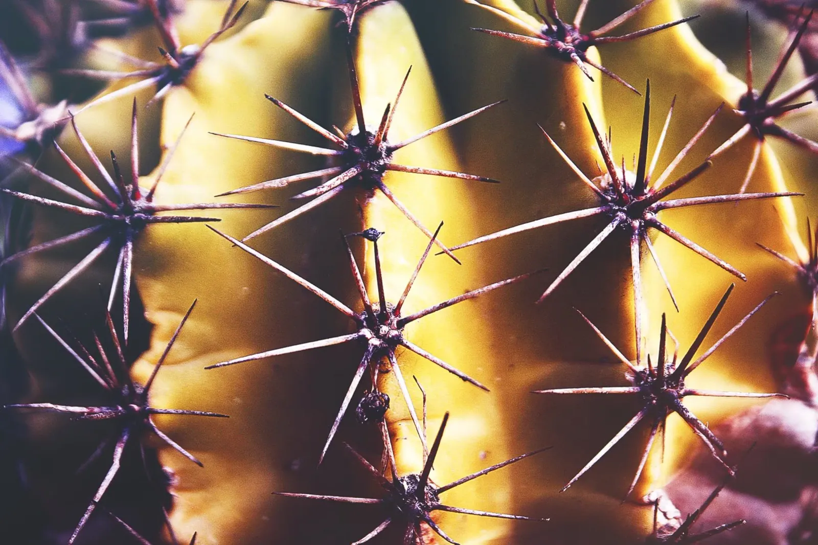 Cactus close-up - Minimal Nature Photography Print canvas met Baklijst van jay