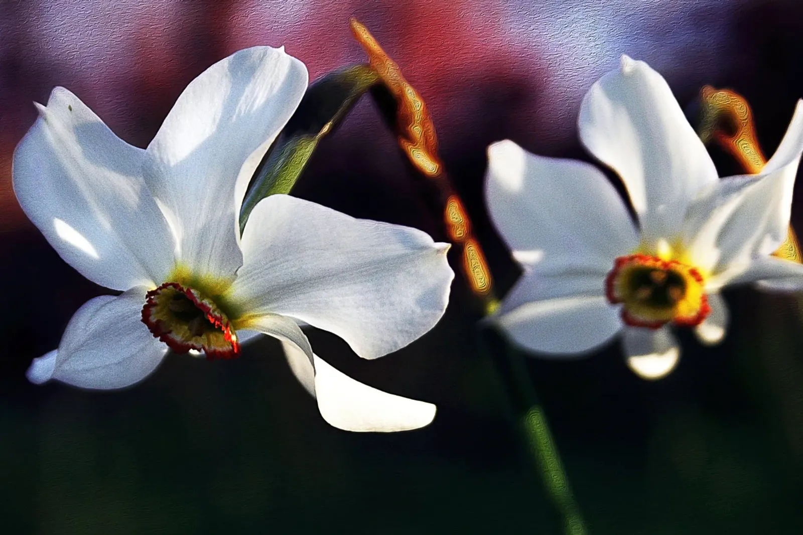 Witte narcissen in zachte focus - Schilderachtige bloemenprint poster met aluminium frame van jay