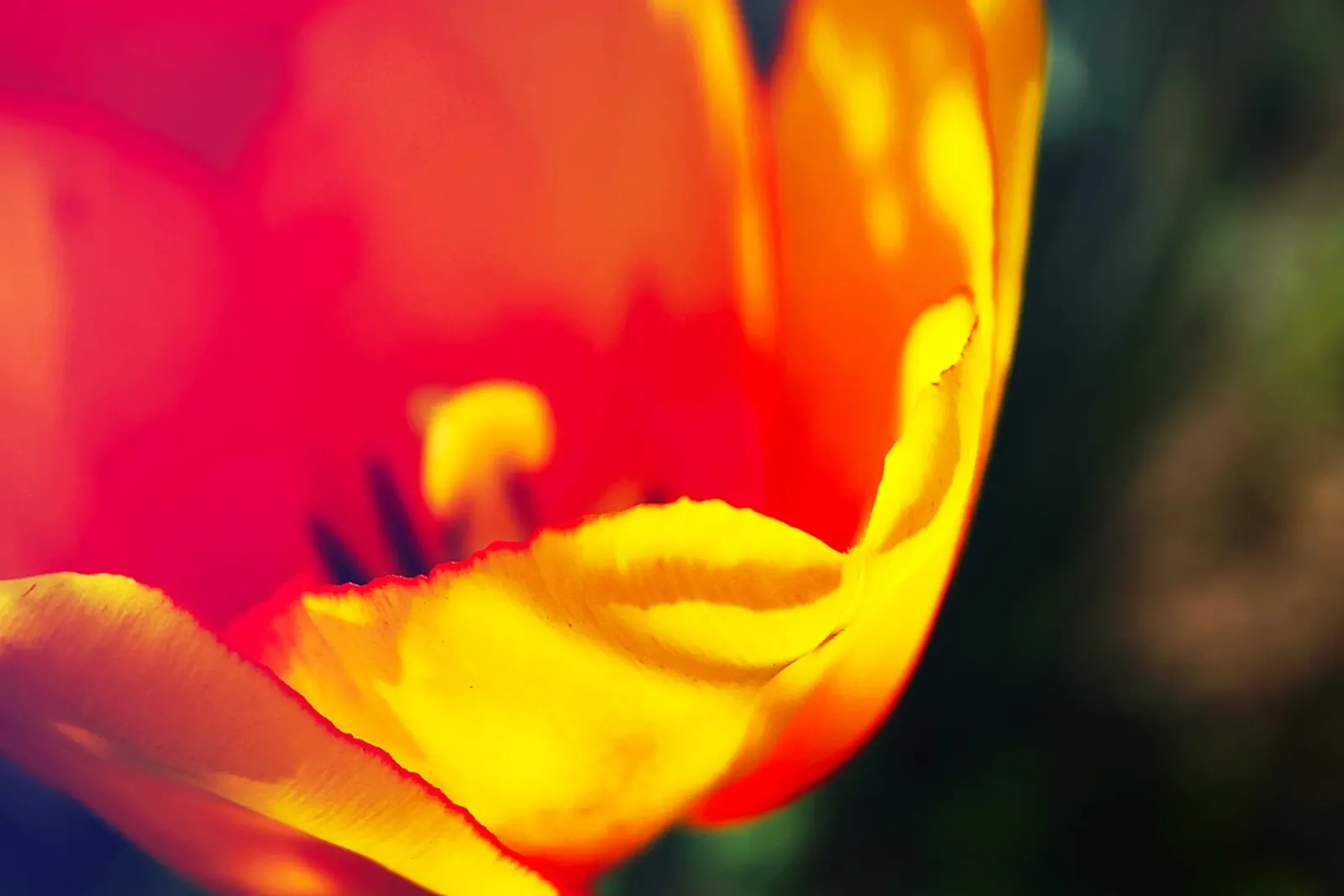 Gele tulp Curve - Abstracte Bloemenfoto Print canvas met Baklijst van jay