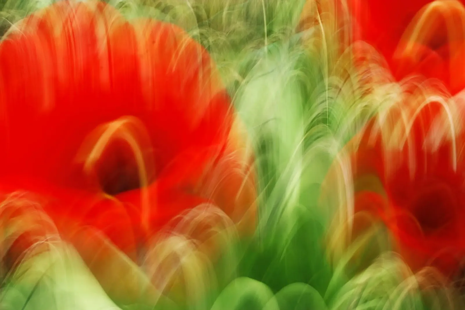 Dansende tulpen - abstracte bloemenprint canvas met Baklijst van jay