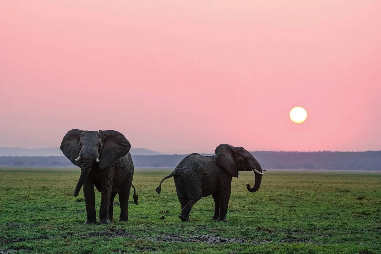 Pascolo al crepuscolo: Elefante al tramonto poster con telaio in legno da Nature's Palette