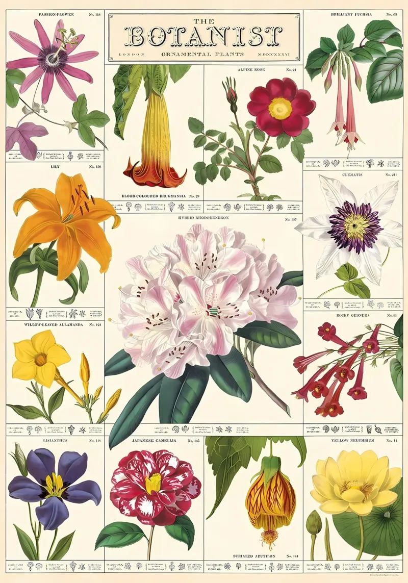fiore botanico poster da Amber Hughes