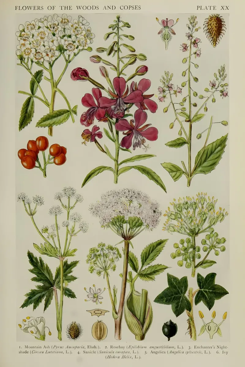 identificazione delle piante fiori selvatici poster da Amber Hughes