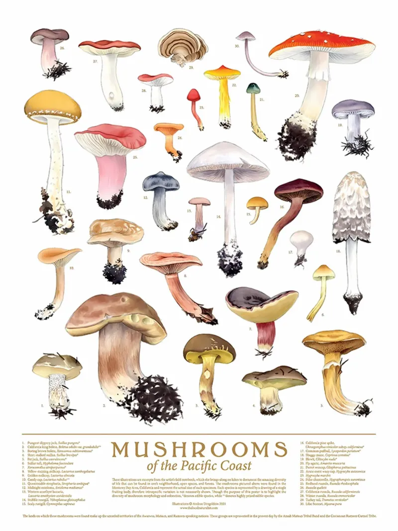 funghi funghi poster da Amber Hughes