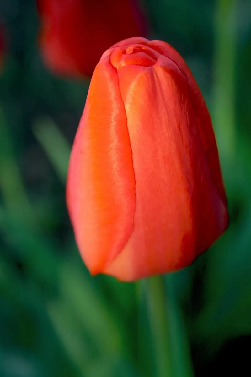 Tulipano rosso che si dispiega - Primo piano botanico minimale poster con telaio in alluminio da jay