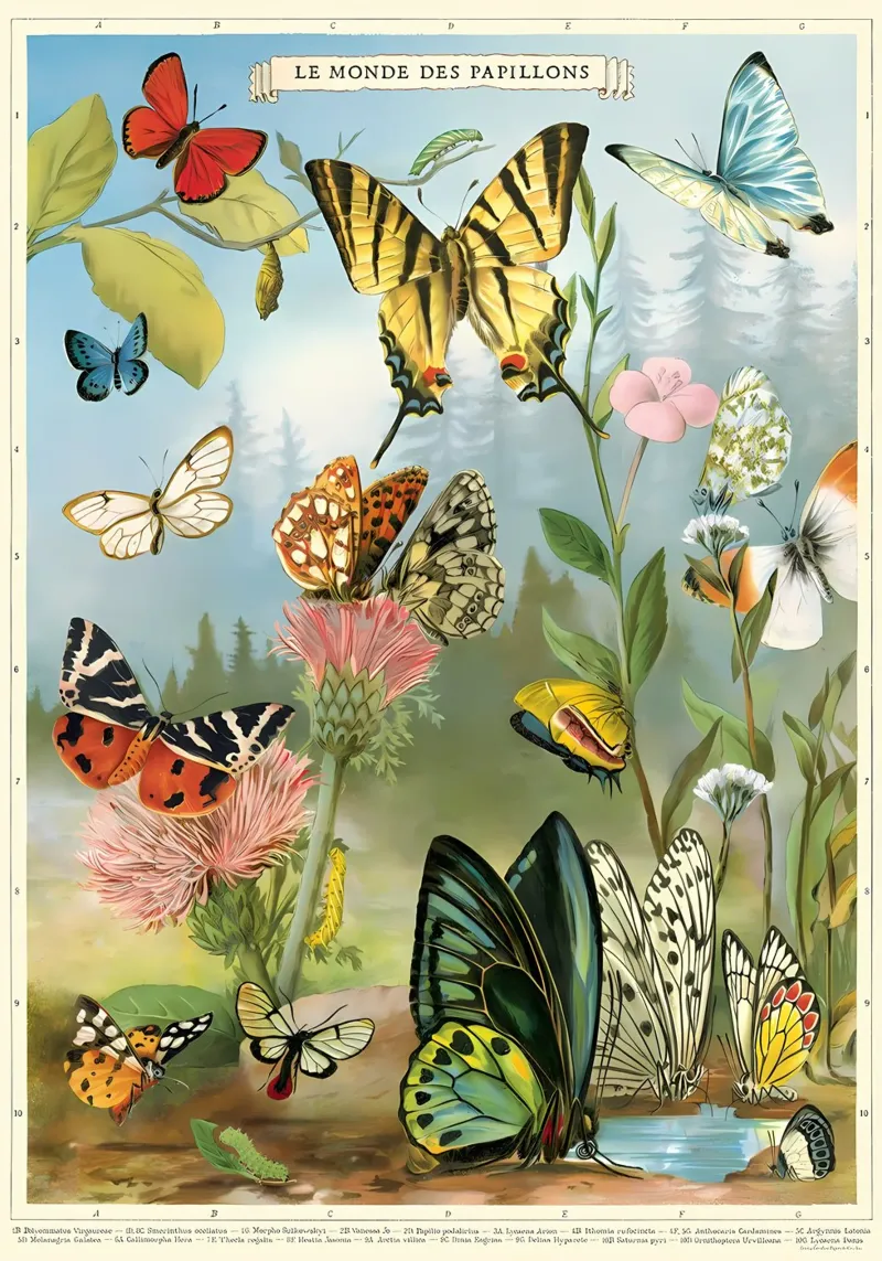 farfalla natura fiori insetti poster con telaio in legno da Graham Robertson
