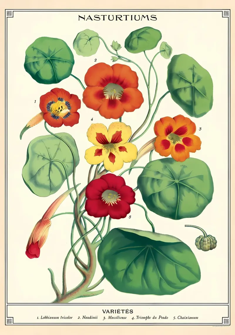 botanico poster da Graham Robertson