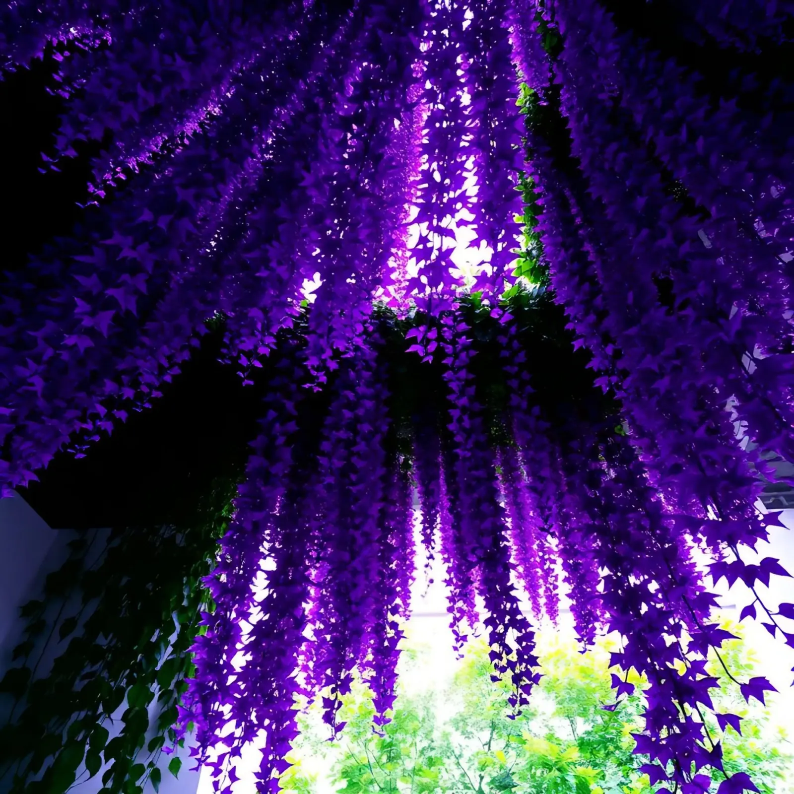 Vite viola appese e fogliame verde poster da DesignDoodle