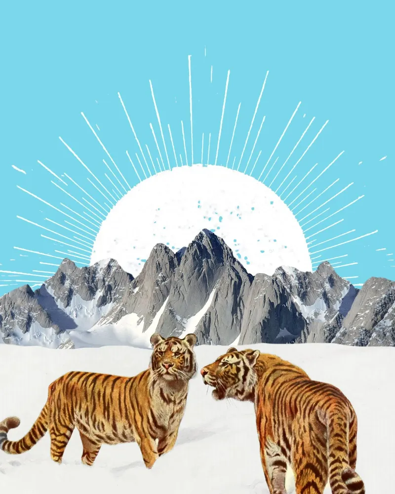 Tigers in the Snow Poster mit Kunststoffrahmen von MsGonzalez