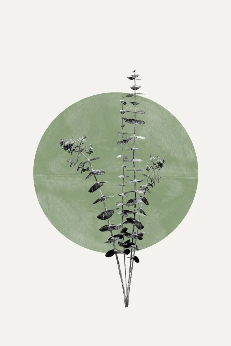 Eucalipto e Luna Verde poster con telaio in legno da The Miuus Studio