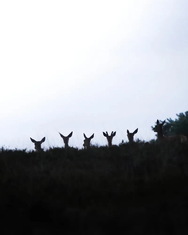 Edelherten in Nederland canvas met Baklijst van Tom's Wildlife