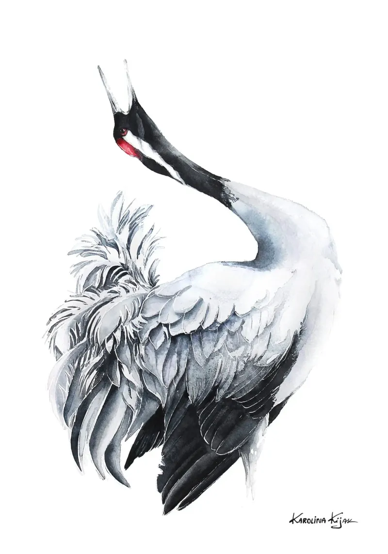 Common crane alluminio dibond da Karolina Kijak