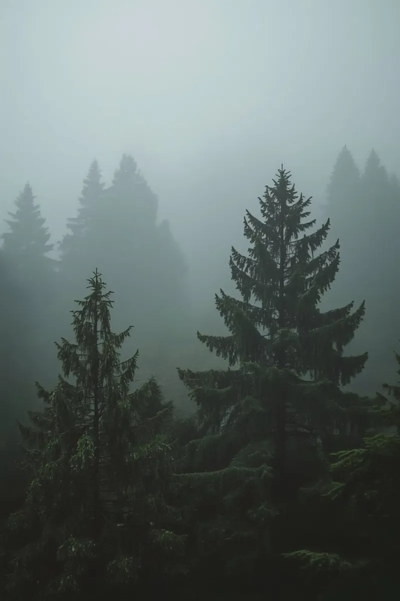 Alberi sempreverdi nella nebbia poster da DesignDoodle