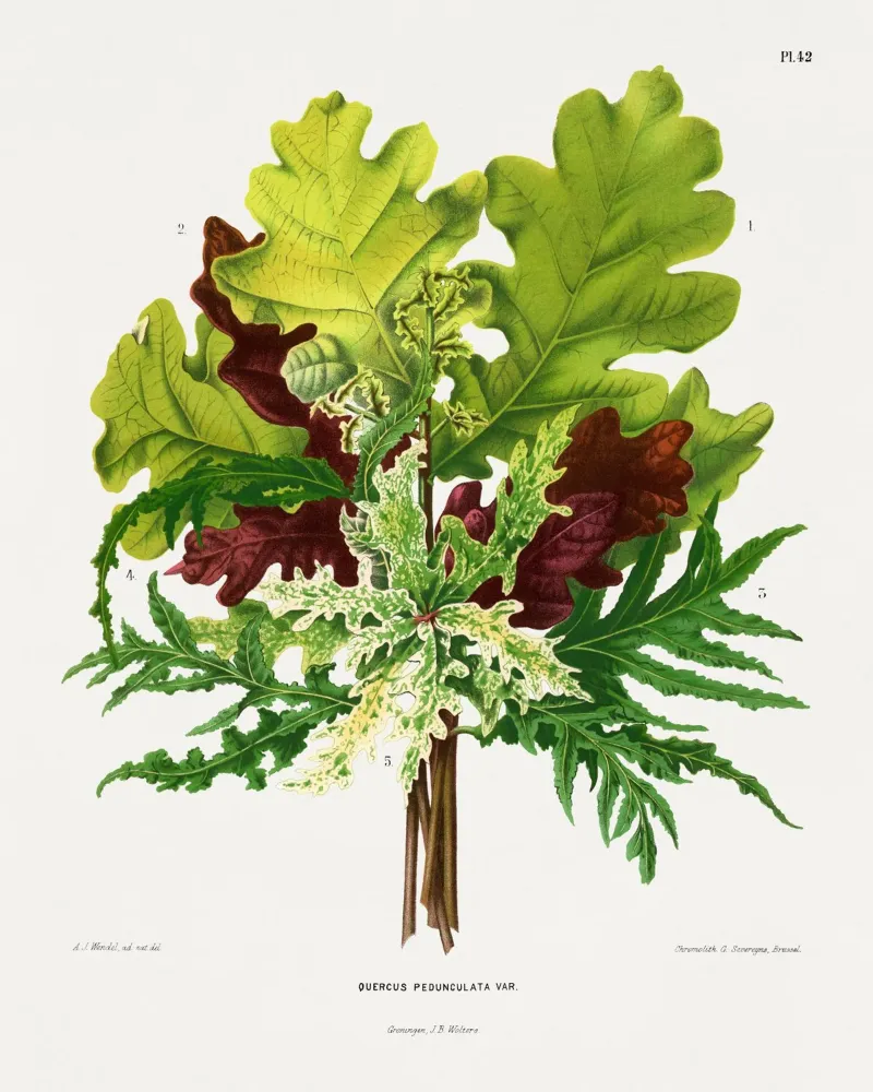 Quercus Pedunculata Var poster da vintageshop