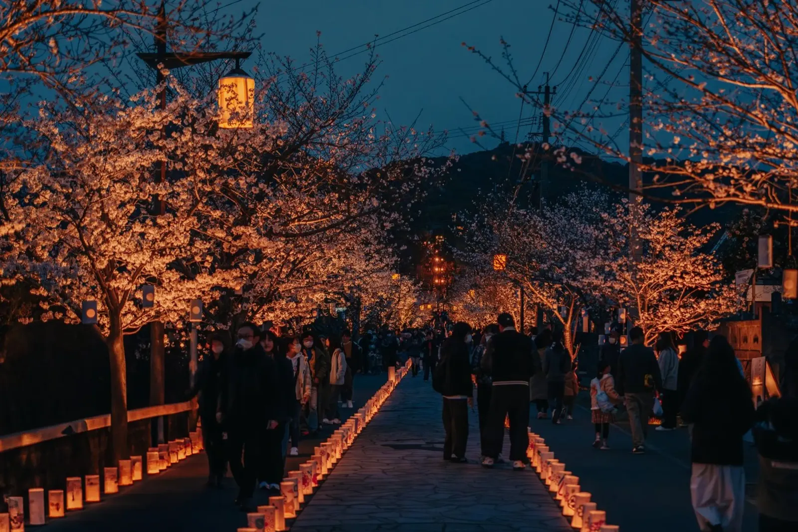 Tempio dei ciliegi in fiore di notte - Kumamoto, Giappone poster con telaio in alluminio da Marcel Bisig