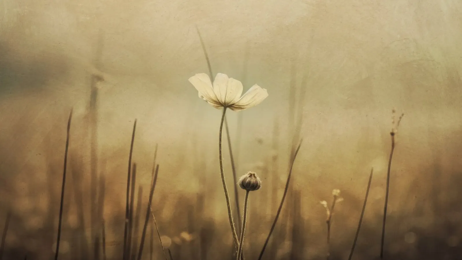 Nostalgic Nature No 12 alluminio dibond da treechild