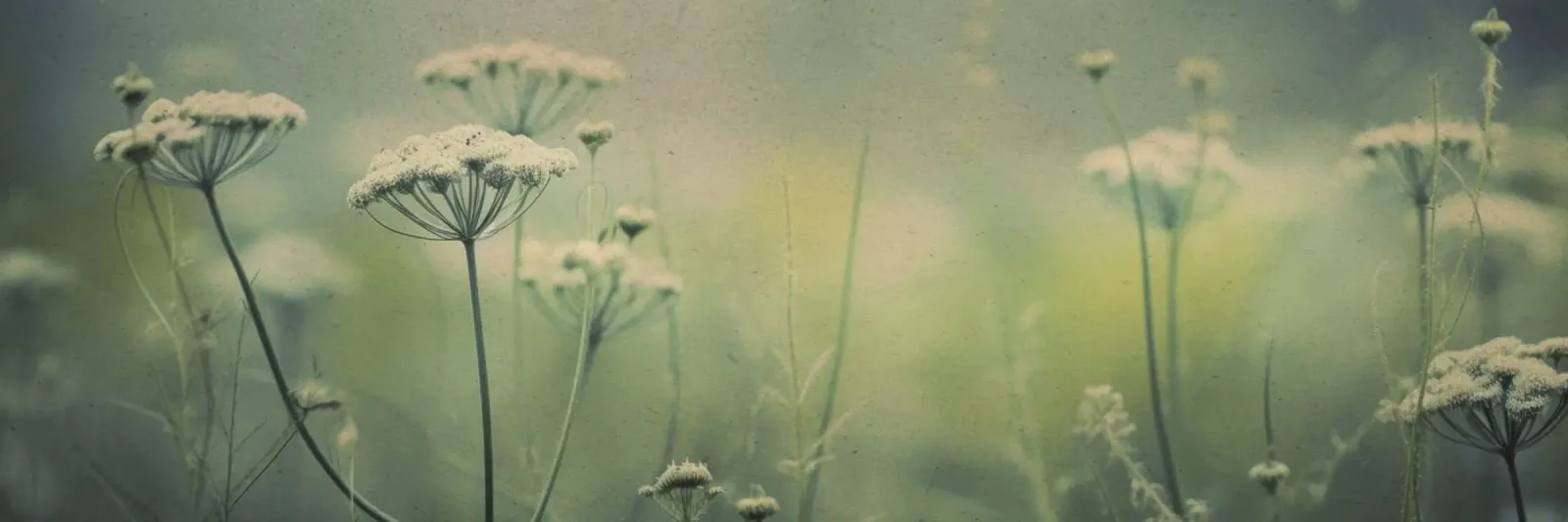 Nostalgic Nature No 4 carta hahnemühle da treechild