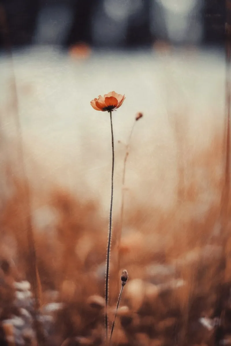 Nostalgic Nature No 10 alluminio dibond da treechild