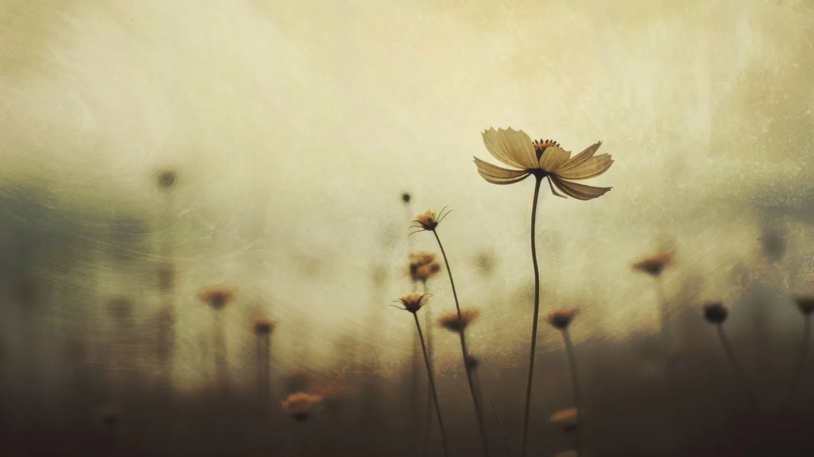 Nostalgic Nature No 1 pellicola backlit da treechild