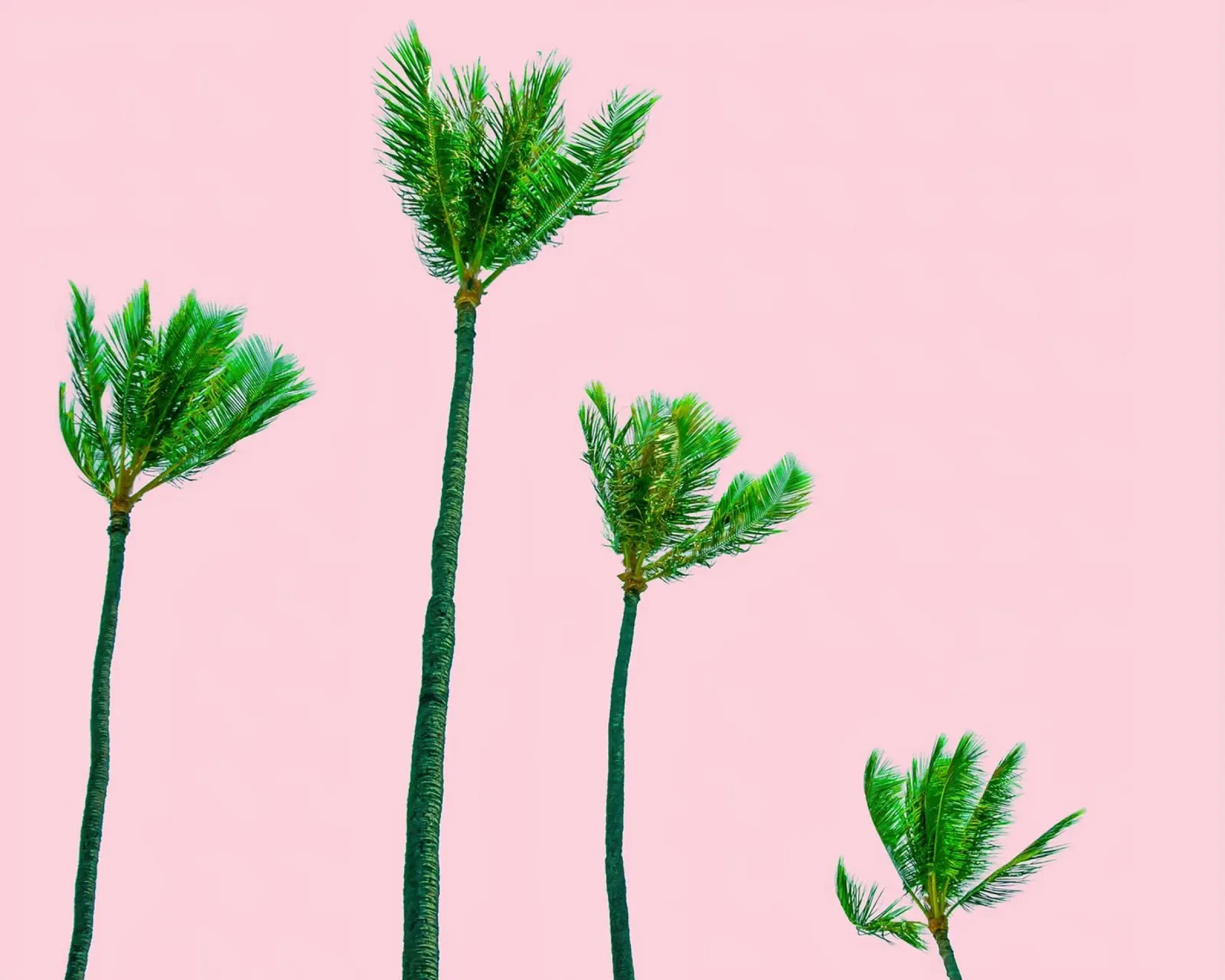 Palm Trees Blown By The Wind poster con telaio in legno da robertmotoiart