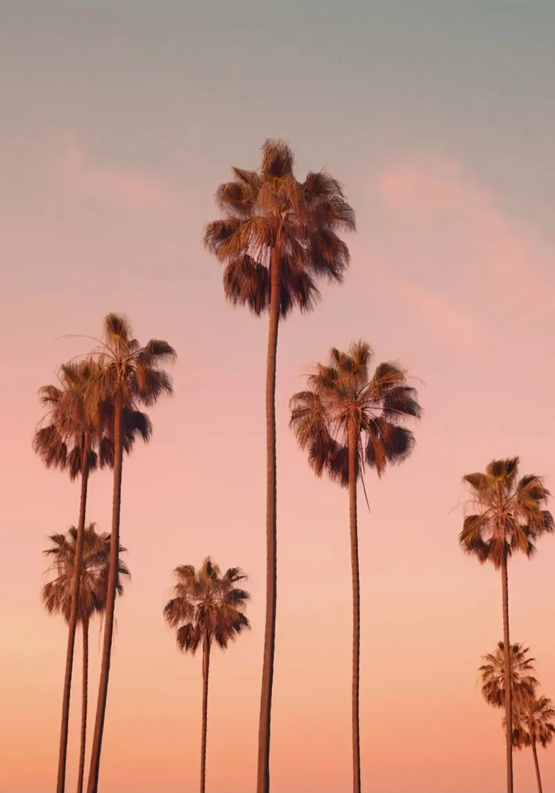 Pink Palms poster con telaio in plastica da lennytravers