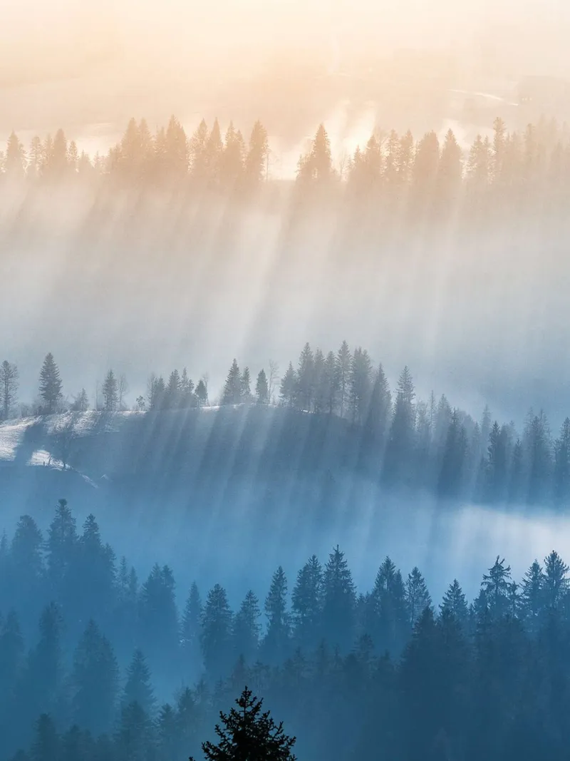 Mattinata di nebbia nella foresta dell'Emmental poster con telaio in plastica da June Jordan