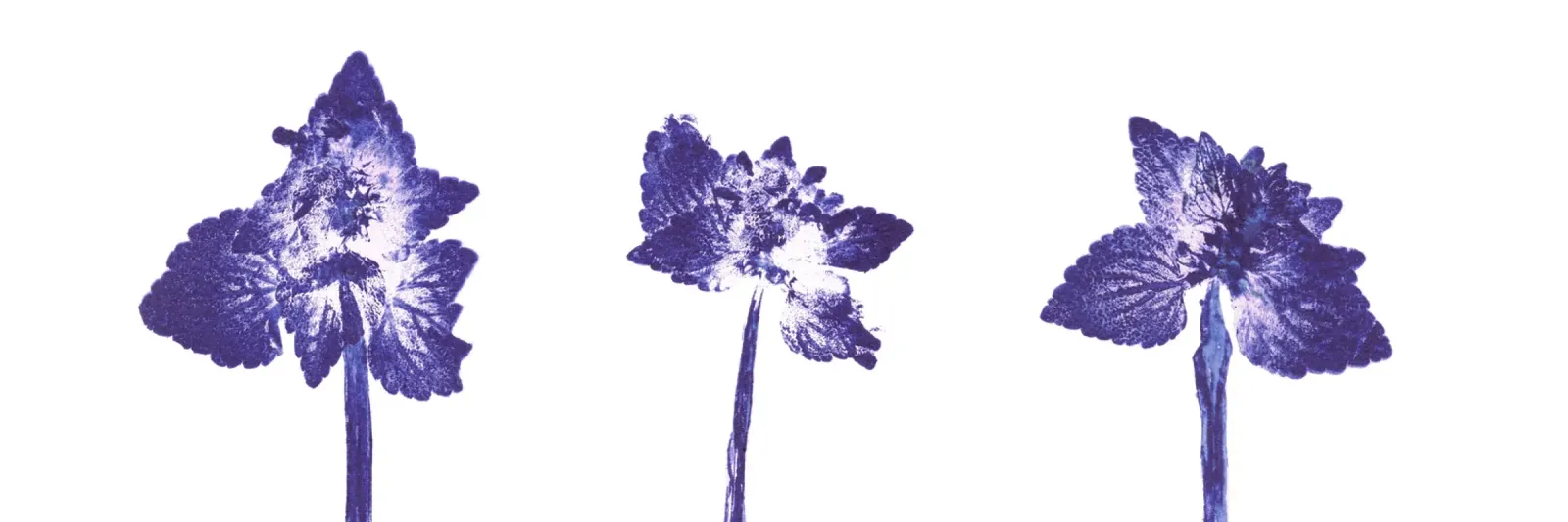 Impressioni botaniche | Lamium purpureum trio v1 poster da Ivona Maris