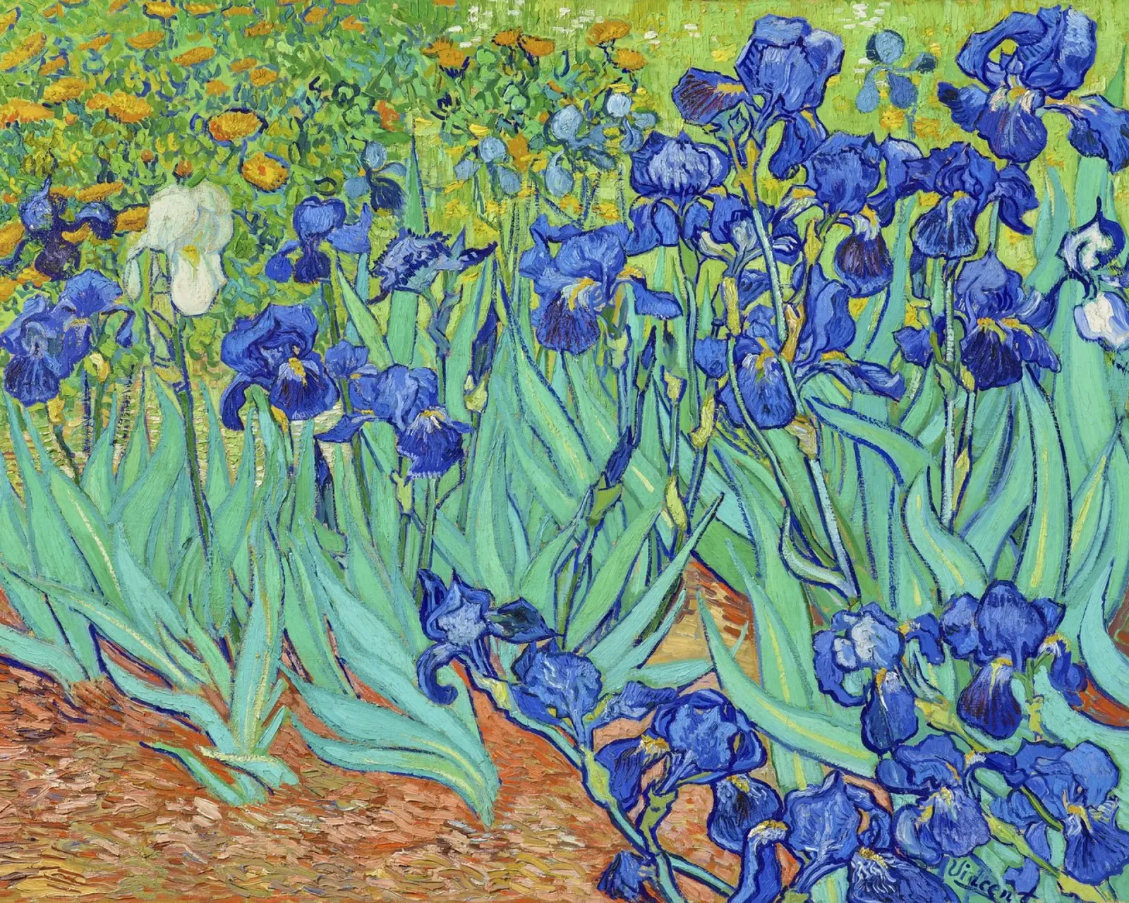 Iris di Vincent van Gogh (1890) i poster da Venus Art