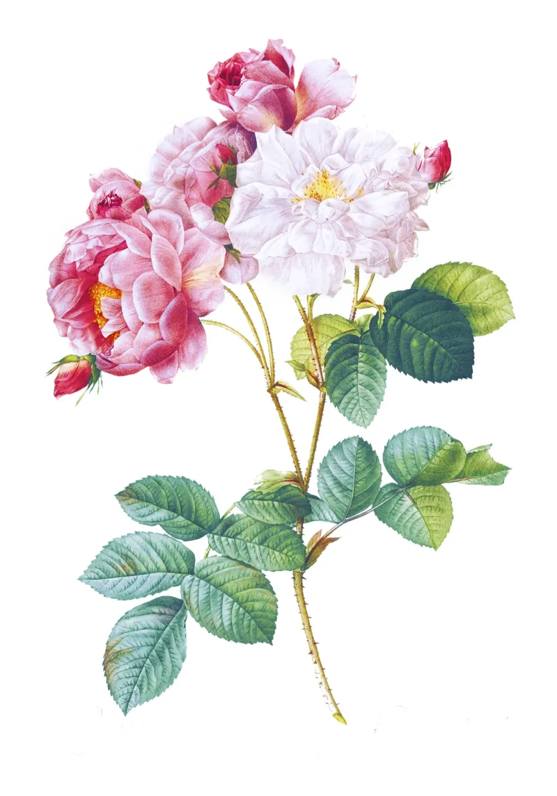 Rosa × damascena (Rosaio) da Les Roses di Pierre-Joseph poster con telaio in legno da Classic Art Prints