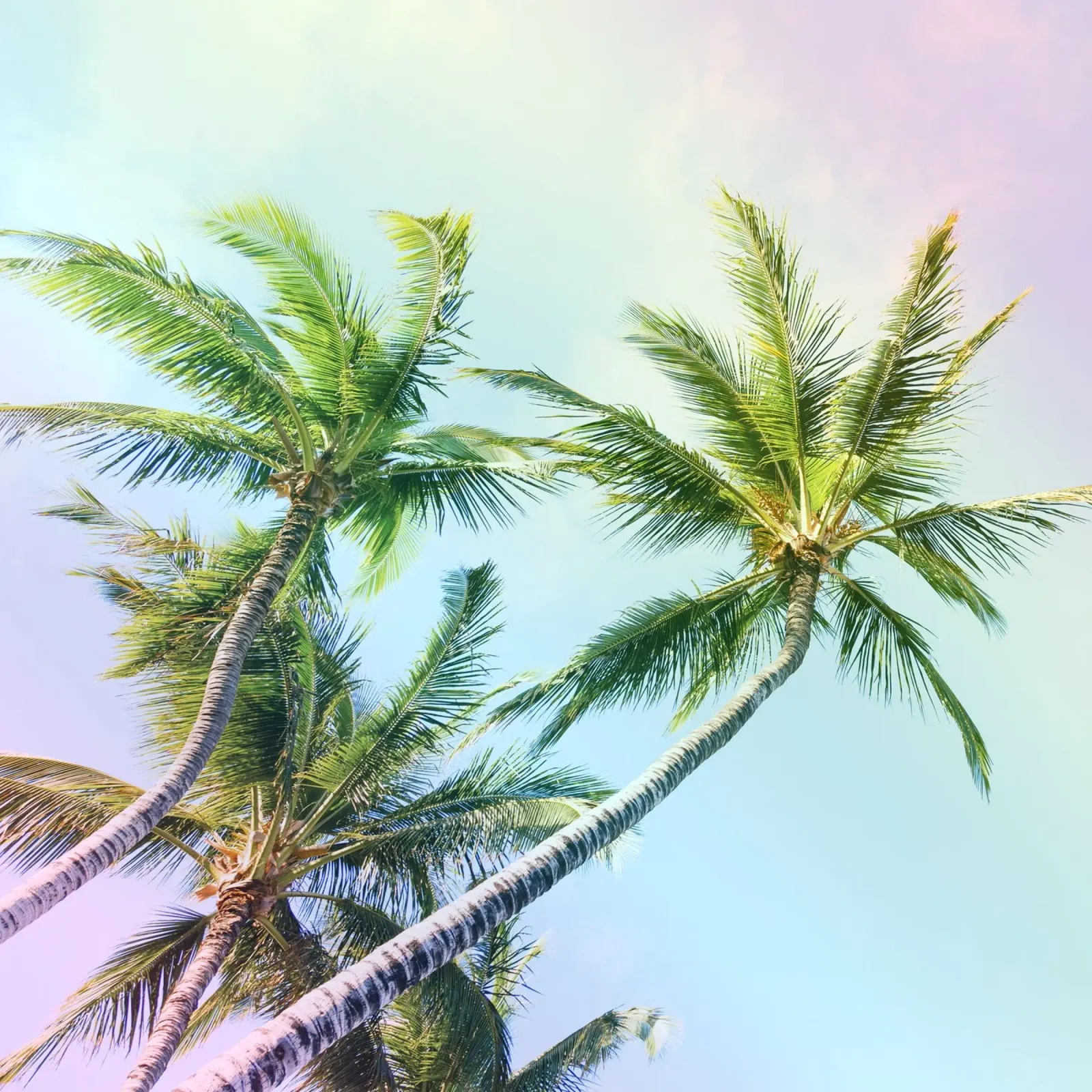 Relaxing Palms Rainbow Colors poster con telaio in legno da Stay Positive Design