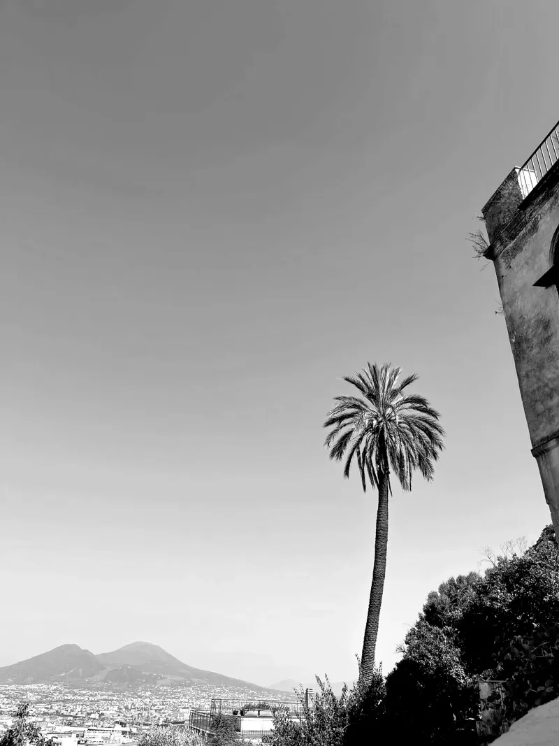palmtree in napoli pellicola backlit da Reiselust