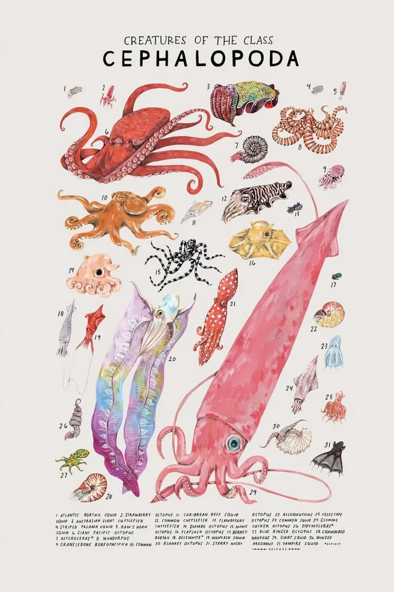 Kopffüßer Oktopus Leinwand mit Schattenfugenrahmen von Amber Hughes