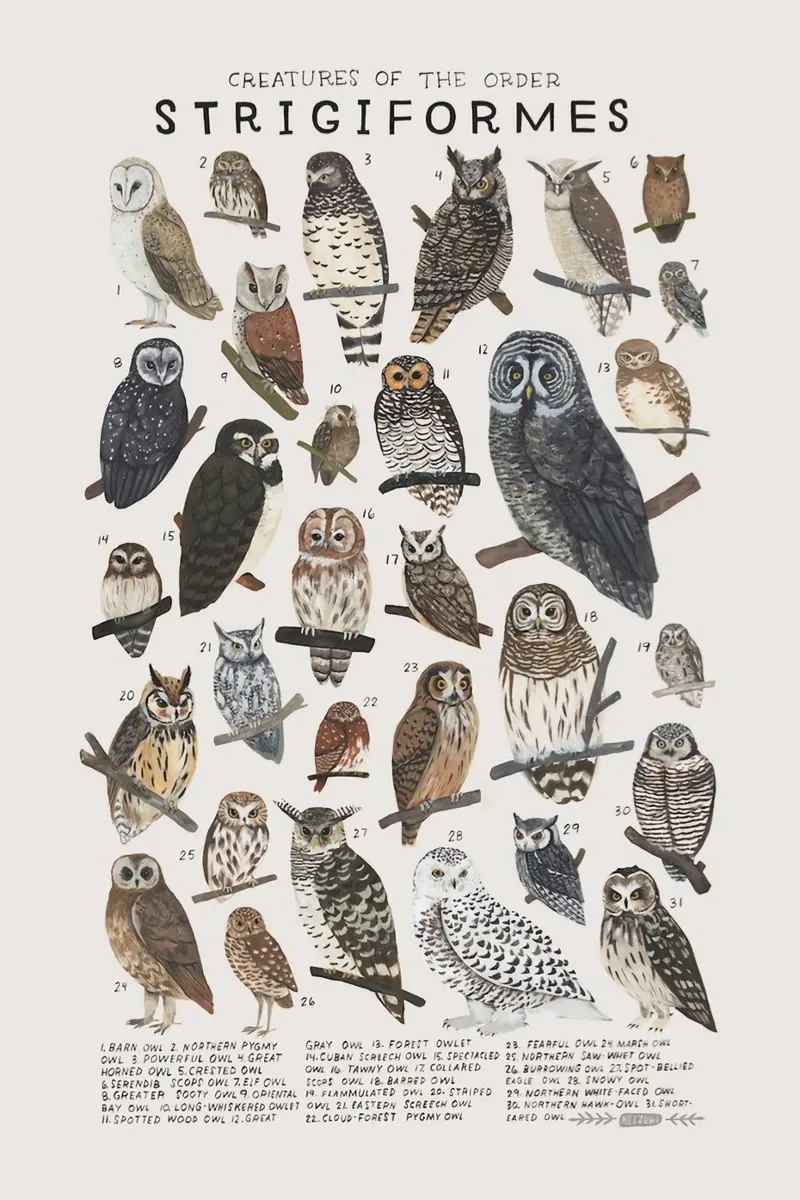 specie di uccelli poster con telaio in plastica da Amber Hughes