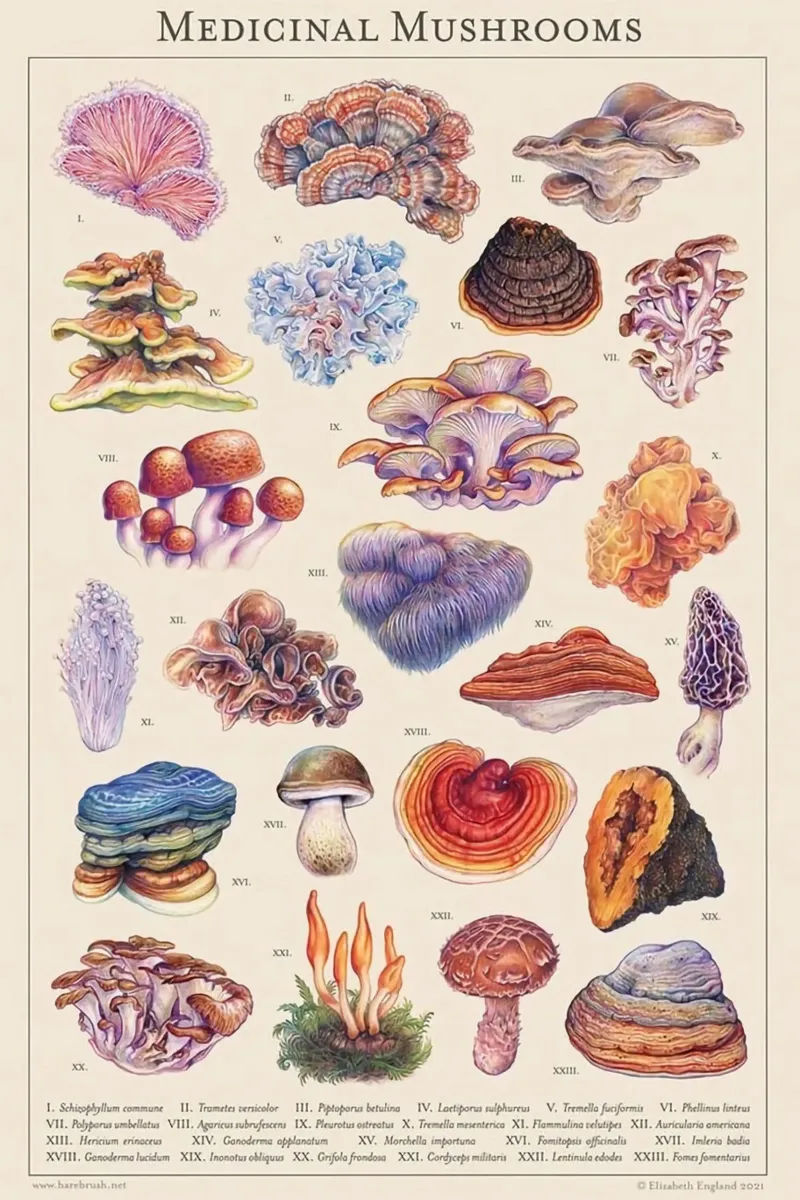 funghi funghi medicinali poster da Amber Hughes