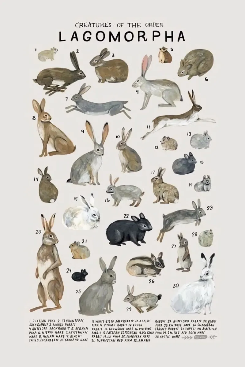 Hasentiere Kaninchen Leinwand mit Schattenfugenrahmen von Amber Hughes