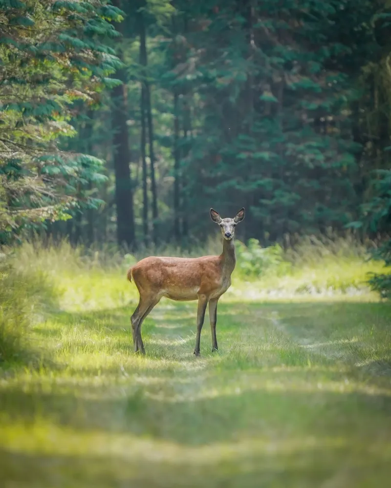 Cervo rosso in primo piano poster con telaio in alluminio da Tom's Wildlife