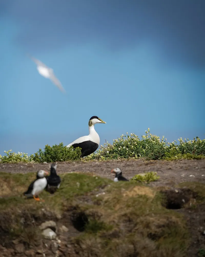 Edredone comune poster con telaio in alluminio da Tom's Wildlife