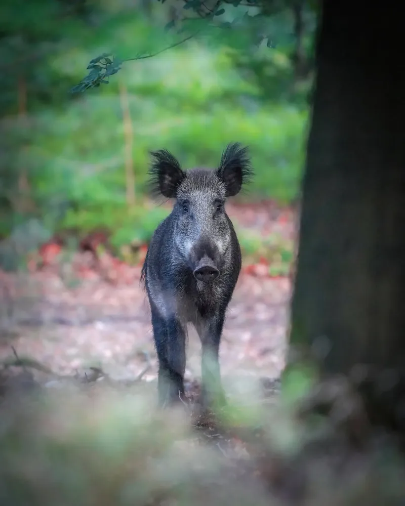 Cinghiale nella foresta poster da Tom's Wildlife
